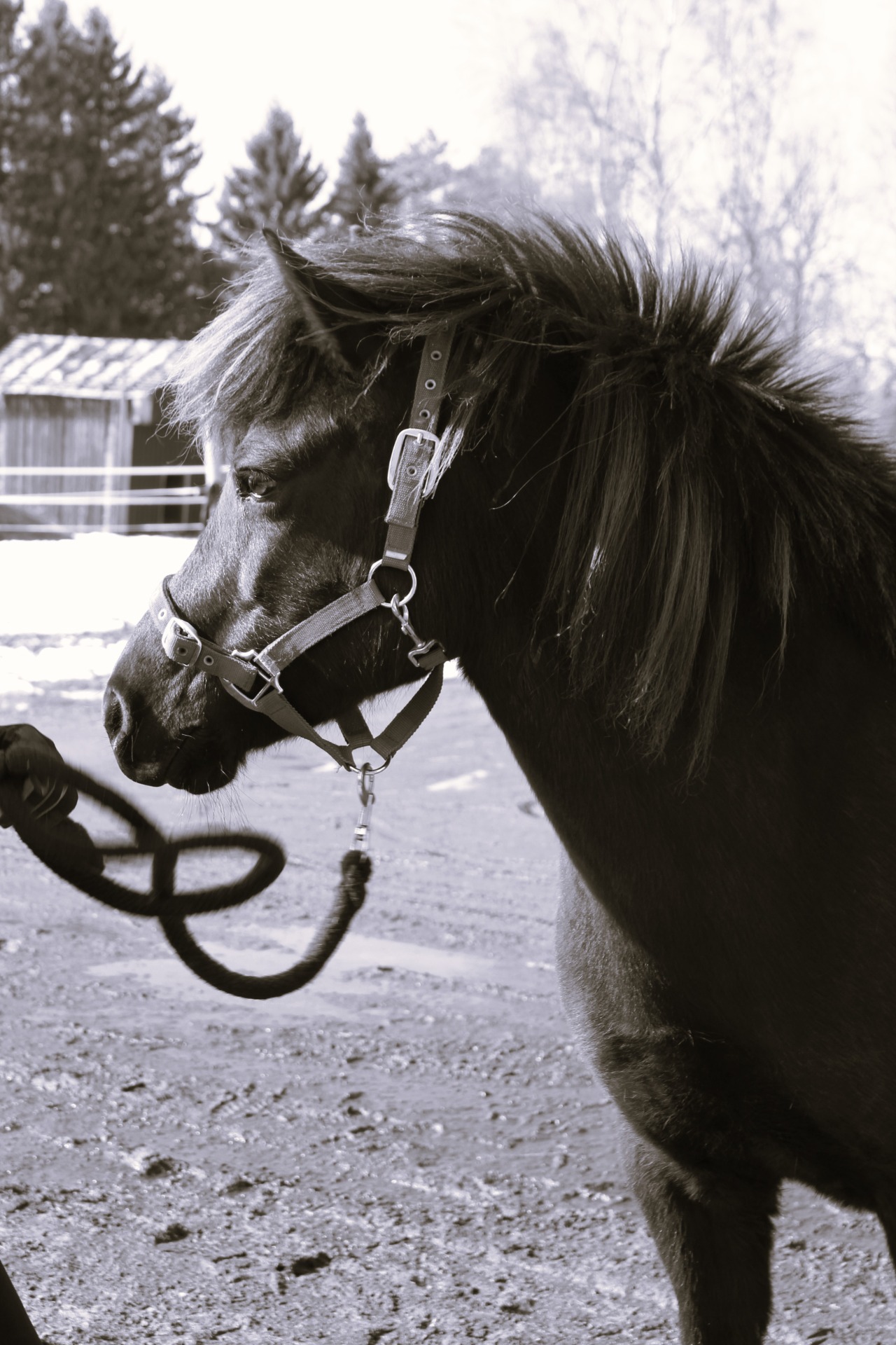 Muistoissa Aurora fra Ruusukivi